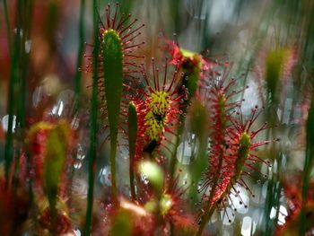 Predavanje Jureta Slatnerja v okviru projekta LAS Zgodbe naših mokrišč