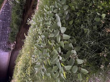 Odstranjevanje invazivnih rastlin