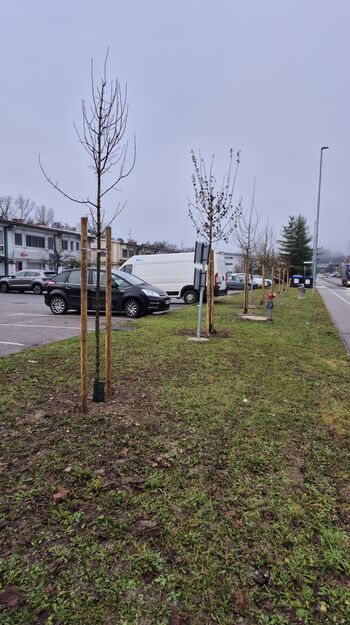 Dogodek ob zaključku akcije ozelenjevanja v Trzinu