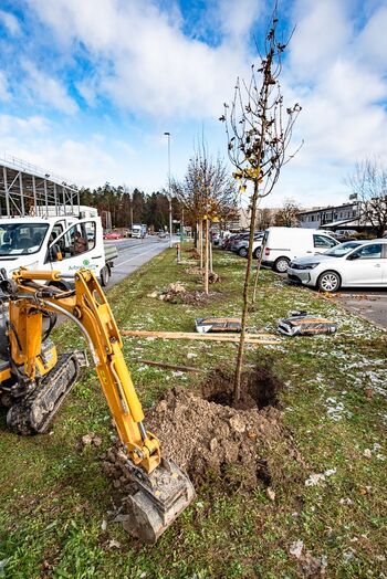 Novi drevored v Trzinu