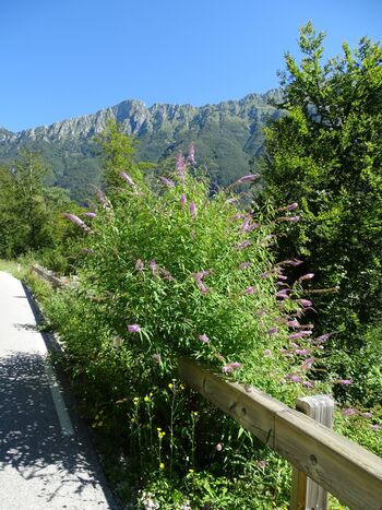 Prvi semafor invazivnosti okrasnih rastlin za odgovorno izbiro rastlin za vrtove in javne zelene površine