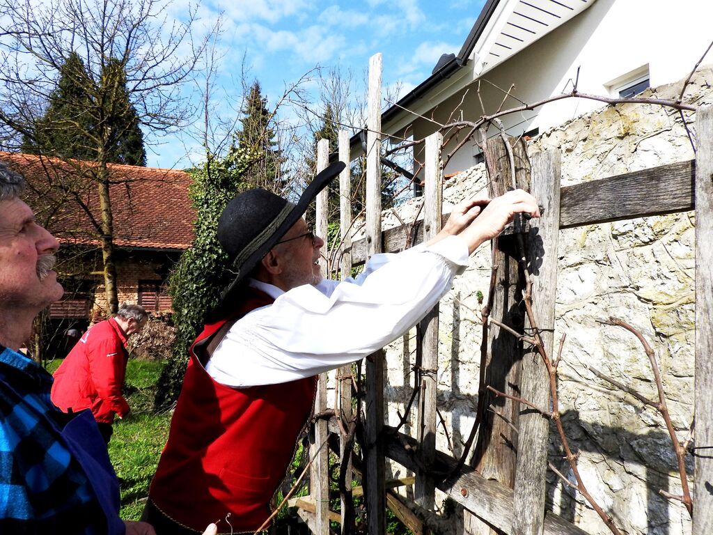 Rez potomke najstarejše vinske trte z Lenta v Cerkljah
