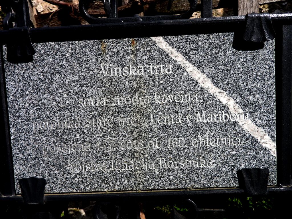 Rez potomke najstarejše vinske trte z Lenta v Cerkljah