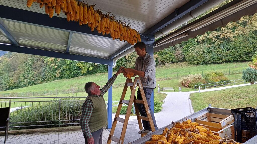V Domu Taber v Šmartnem so ličkali koruzo