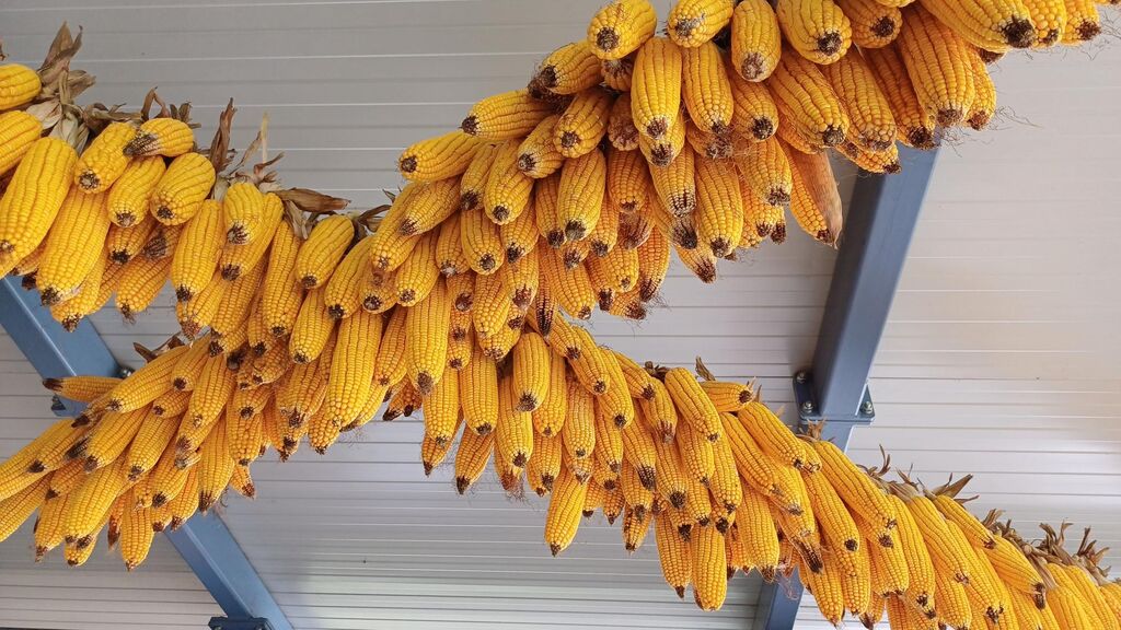 V Domu Taber v Šmartnem so ličkali koruzo