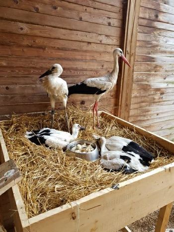 Rešene štorklje lepo okrevajo