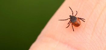 Predavanje Klopni meningoencefalitis in moja pravica do brezplačnega cepljenja