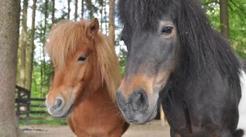 Voden ogled zavetišča za konje v Praprotni Polici