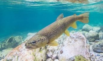 PREDSTAVITEV DEDIŠČINE RIBOGOJSTVA V RIBOGOJNICI VODOMEC - ZALOG IN RIBJE KULINARIKE GORENJSKE