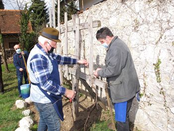 Rez potomke najstarejše vinske trte na svetu v Cerkljah