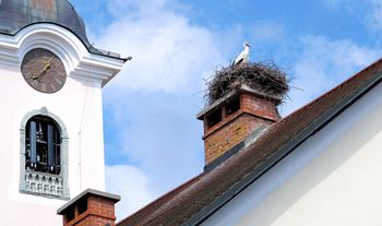 Par štorkelj se je vrnil že deseto leto na dimnik župnišča v Cerkljah