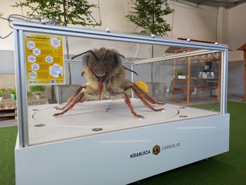 Komunala Kranj - vabilo na dneve odprtih vrat in ogled 3D modela čebele
