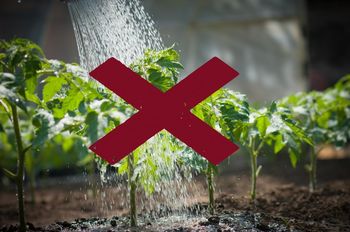 Prepoved zalivanja - Šenturška Gora, Apno, Ravne, Sidraž, Ambrož in Stiška vas