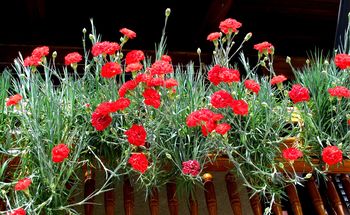 Pozdrav jeseni z Gorenjskimi nageljni