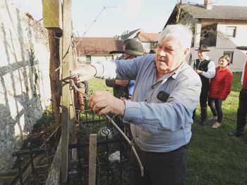 Rez potomke najstarejše vinske trte na svetu že petič v Cerkljah