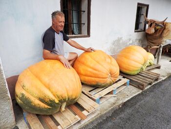 Najtežja buča je tehtala skoraj dvesto kilogramov