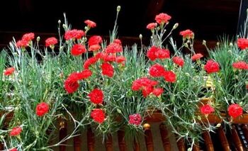 VABILO - Razstavite svoje nageljne ob prireditvi Pozdrav jeseni