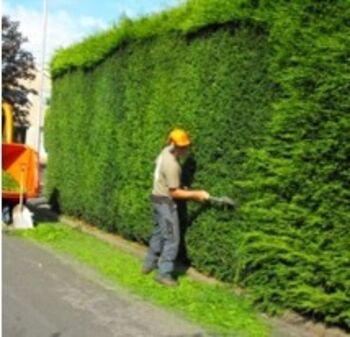Medobčinska inšpekcija - Vegetacija ob občinskih cestah