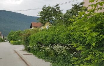 Medobčinska inšpekcija - Vegetacija ob občinskih cestah