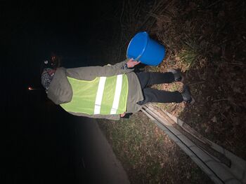 Prostovoljska akcija: Pomagajmo dvoživkam varno čez cesto