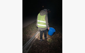 Prostovoljska akcija: Pomagajmo dvoživkam varno čez cesto
