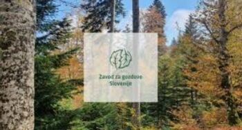 Zavod za gozdove Slovenije - Vetrolom