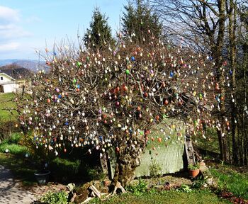 Na drevo sta letos obesila 950 pirhov