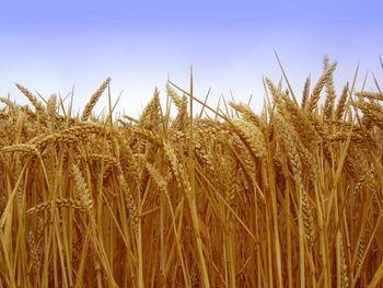 Javni razpis za dodelitev finančnih sredstev za ohranjanje in razvoj kmetijstva in podeželja v občini Medvode v letu 2019