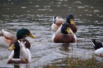 Likovni natečaj na temo "ZGODBE NAŠIH MOKRIŠČ"