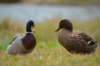 Fotonatečaj na temo »ZGODBE NAŠIH MOKRIŠČ«