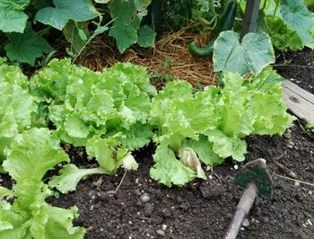 Predavanje: Priprava zelenjavnega vrta na zimo