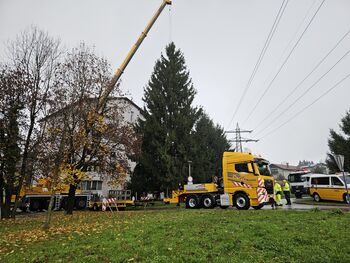 Prestolnico bo krasila smreka iz Medvod