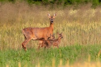 Javni razpis za sofinanciranje vzdrževanja lovskih objektov v občini Brežice v letu 2020