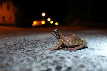 Pričenjajo se spomladanske selitve dvoživk čez cesto
