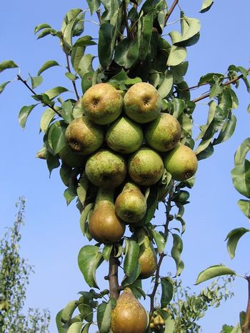 Javni razpis za uresničevanje ciljev ohranjanja in razvoja kmetijstva in podeželja za leto 2021