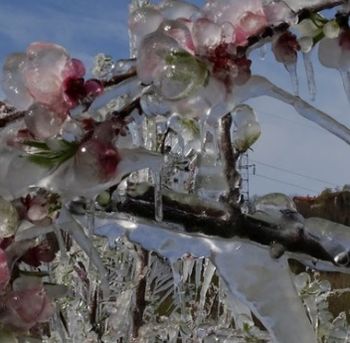 Oškodovancem v zadevi prijave škode zaradi posledic pozebe v letu 2021‼️