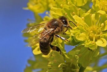 20. maj - svetovni dan čebel