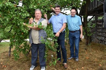 Občina Brežice za ohranitev avtohtone sorte pišeška marelica