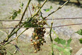 Zbiranje prijav škode v kmetijstvu na tekoči kmetijski proizvodnji v letu 2023 zaradi toče in poplav