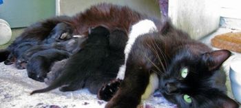 Sofinanciranje sterilizacij lastniških mačk v občini Brežice Sofinanciranje sterilizacij lastniških mačk v občini Brežice