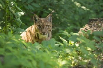 ŽIVALSKI VRT LJUBLJANA