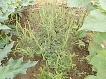 Obveščanje o obveznem odstranjevanju pelinolistne ambrozije Obveščanje o obveznem odstranjevanju pelinolistne ambrozije