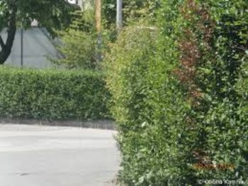 POSKRBIMO ZA UREDITEV VEGETACIJE OB CESTAH IN S TEM PRISPEVAJMO K VEČJI VARNOSTI UDELEŽENCEV V PROMETU POSKRBIMO ZA UREDITEV VEGETACIJE OB CESTAH IN S TEM PRISPEVAJMO K VEČJI VARNOSTI UDELEŽENCEV V PROMETU