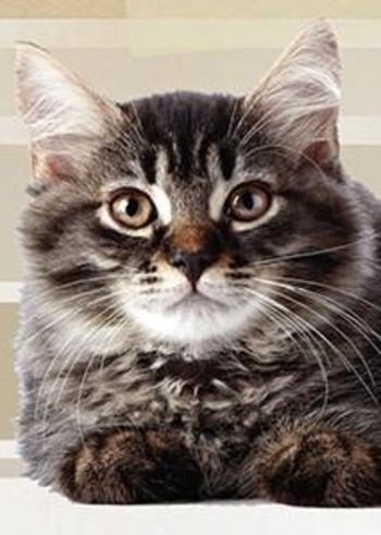 SOFINANCIRANJE STERILIZACIJ IN KASTRACIJ LASTNIŠKIH MAČK IN MAČKOV