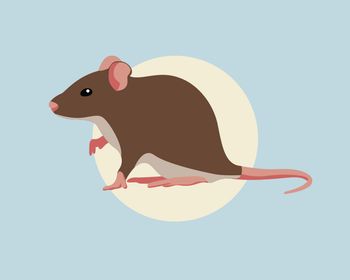 Porast primerov mišje mrzlice v Sloveniji