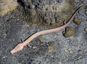 Iščemo človeško ribico