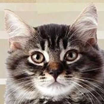 Občina Trebnje sofinancira sterilizacije in kastracije lastniških mačkov