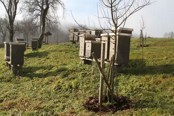 POSADILI LIPE, KI POVEZUJEJO OBČINE, ČEBELARJE IN DEDIŠČINO