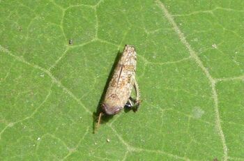 OBVESTILO O OBVEZNEM ZATIRANJU AMERIŠKEGA ŠKRŽATKA