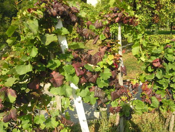 NUJEN POZIV LASTNIKOM VINSKIH TRT